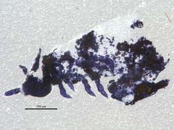 Image of Hypogastrura