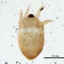 Image de Hemisarcoptidae