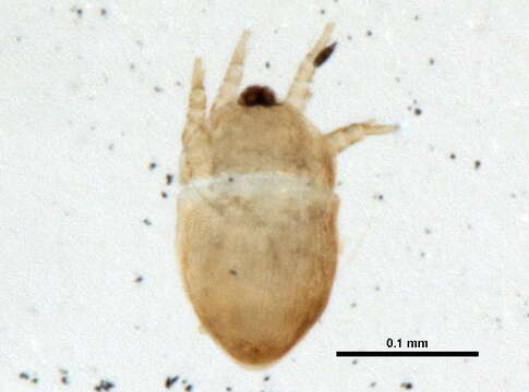 Image of Hemisarcoptidae