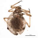 Image of Cinara (Cinara) costata (Zetterstedt 1828)