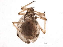 Image of Cinara (Cinara) costata (Zetterstedt 1828)