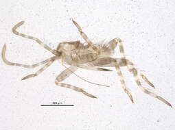 Image of Phytocoris