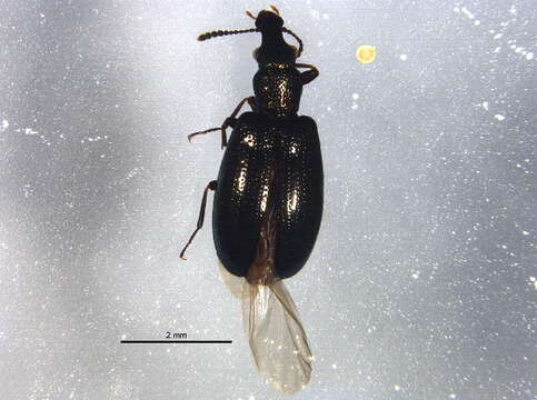 Image of narrow-waisted bark beetles