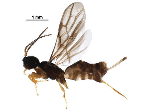 Image of Histeromerus mystacinus Wesmael 1838