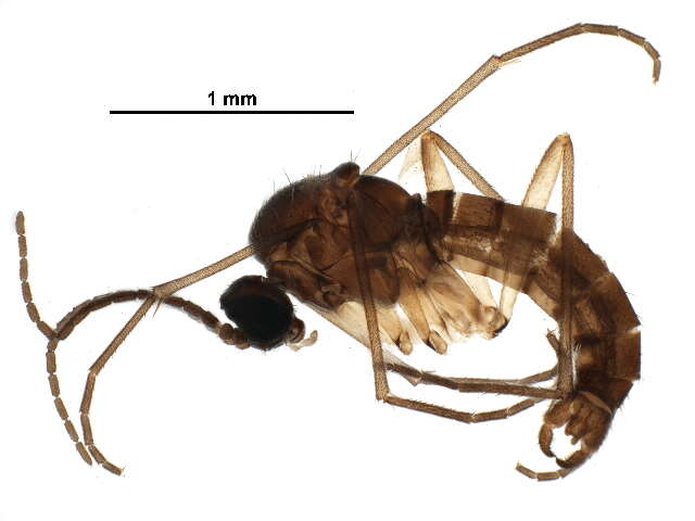 Image of Dichopygina perfecta