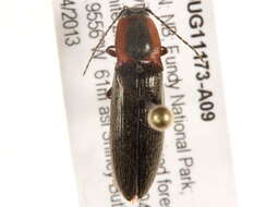 Image of <i>Liotrichus vulneratus</i>