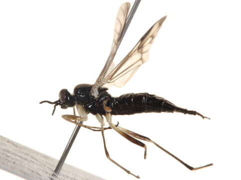 Image of xylophagid flies