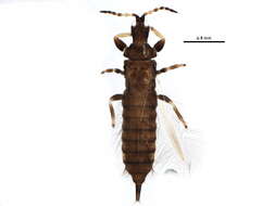 Image of Hoplothrips