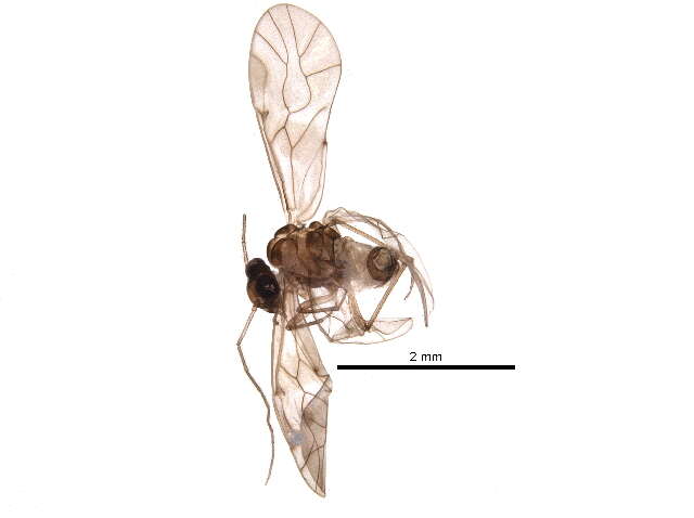 Image of Peripsocus madidus (Hagen 1861)