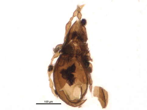 Image of Autognetidae Grandjean 1960