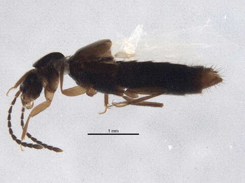 Image of Atheta (Philhygra) larsoni (Klimaszewski & Langor 2011)