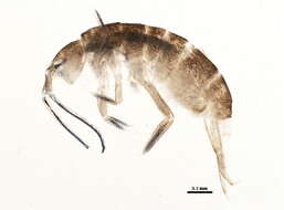 Image of Springtail