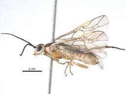 Image of Nematus poecilonotus