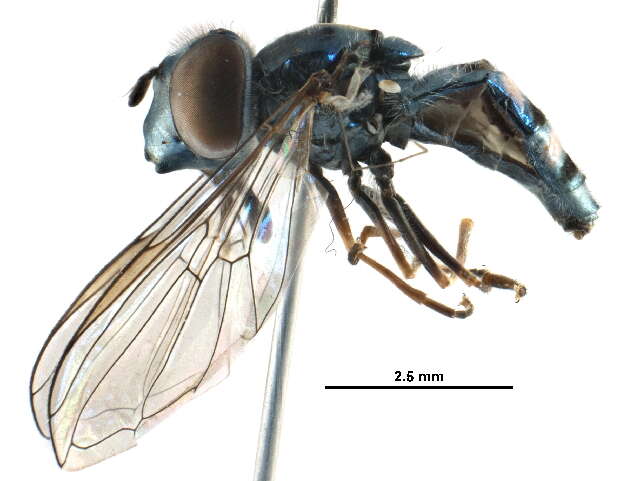 Image of Platycheirus obscurus (Say 1824)