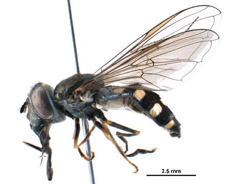 Image of Platycheirus parmatus Rondani 1857