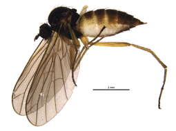 Image of Oreogetonidae