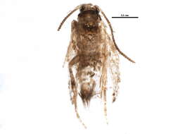 Image of Stigmella villosella (Clemens 1861) Newton et al. 1982