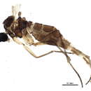 Image of <i>Corynoptera tetrachaeta</i>