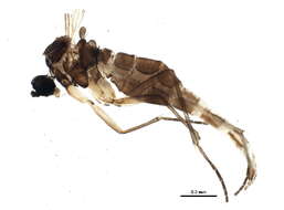 Image of <i>Corynoptera tetrachaeta</i>