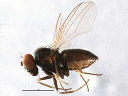 Image of Biota