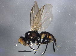 Image of Napomyza montanoides Spencer 1981