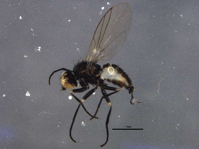 Image of Napomyza montanoides Spencer 1981