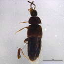 Image of Placusa (Placusa) tachyporoides (Waltl 1838)