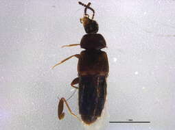 Image of Placusa (Placusa) tachyporoides (Waltl 1838)