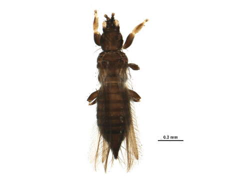 Image of Odontothrips biuncus John 1921