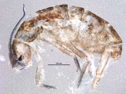 Image of Springtail