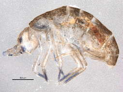 Image of Springtail