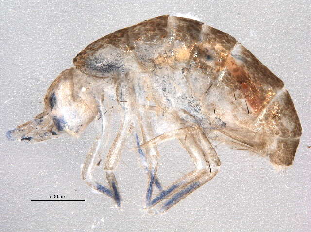 Image of Springtail