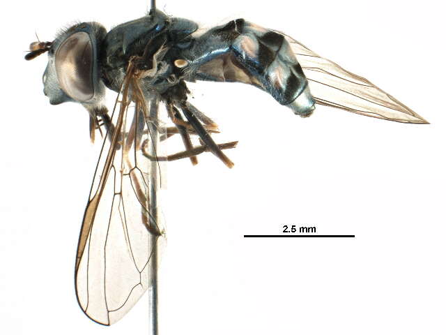 Image of Platycheirus obscurus (Say 1824)