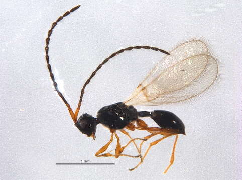 Image of <i>Trichopria basalis</i>