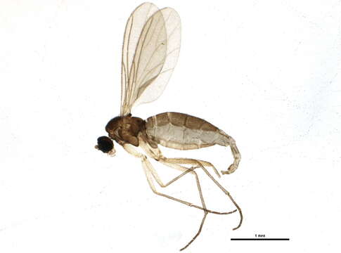 Image of Corynoptera spoeckeri (Lengersdorf 1930)