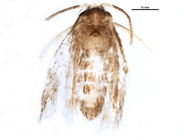 Imagem de Stigmella betulicola (Stainton 1856) Beirne 1945