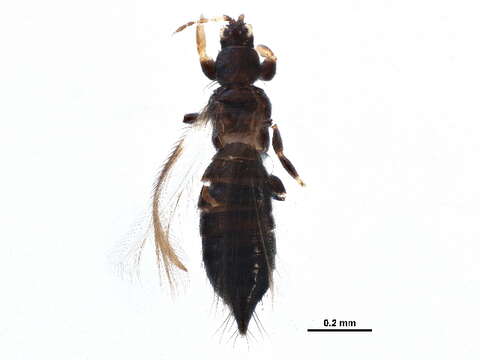 Image of Odontothrips biuncus John 1921