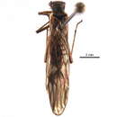 Image of Vernal Forestfly