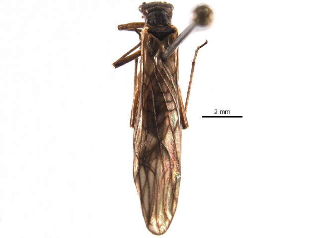 Image of Soyedina washingtoni (Claassen 1923)