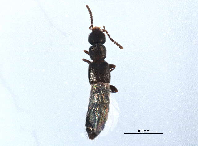 Image of Phloeopora gilbertae Klimaszewski & Webster 2016