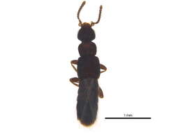 Image of Phloeopora gilbertae Klimaszewski & Webster 2016