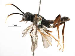 Image of <i>Taxonus terminalis</i>