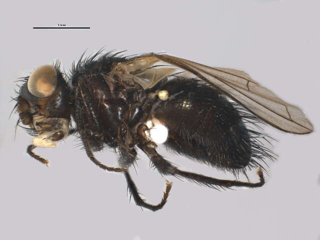 Image of Graphogaster