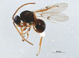 Image of Diastrophus