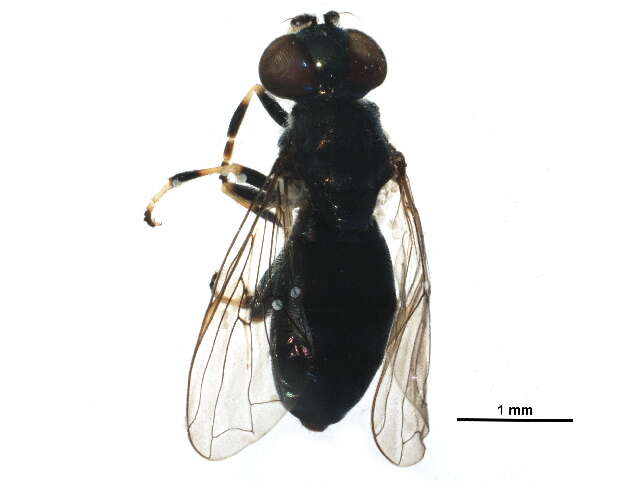 Image of Trichopsomyia apisaon Walker 1849