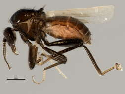 Image of Schizohelea leucopeza (Meigen 1804)