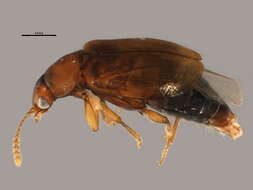 Image of Omaliinae