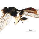 Image of Sphegina lobulifera Malloch 1922