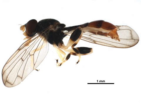 Image of Sphegina lobulifera Malloch 1922