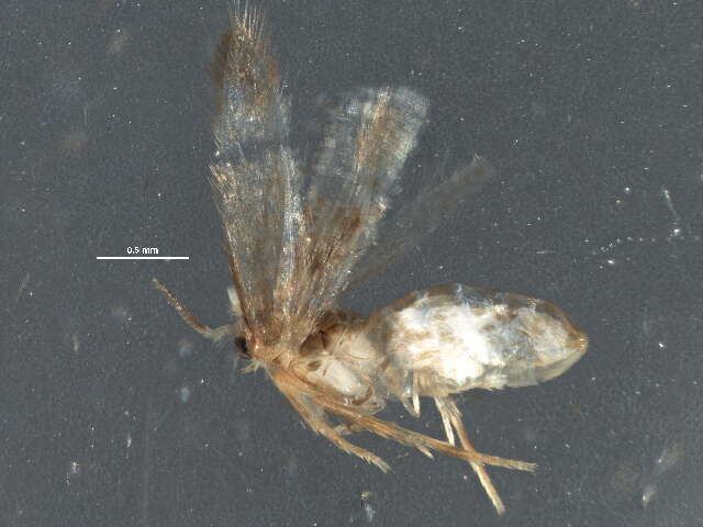 Image of Stigmella populetorum (Frey & Boll 1878) Wilkinson et al. 1979